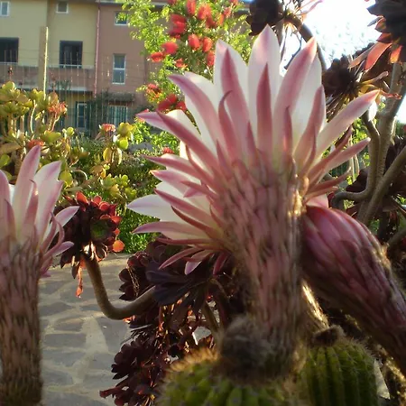 Il Giardino Di Emilio 3* Marrùbiu